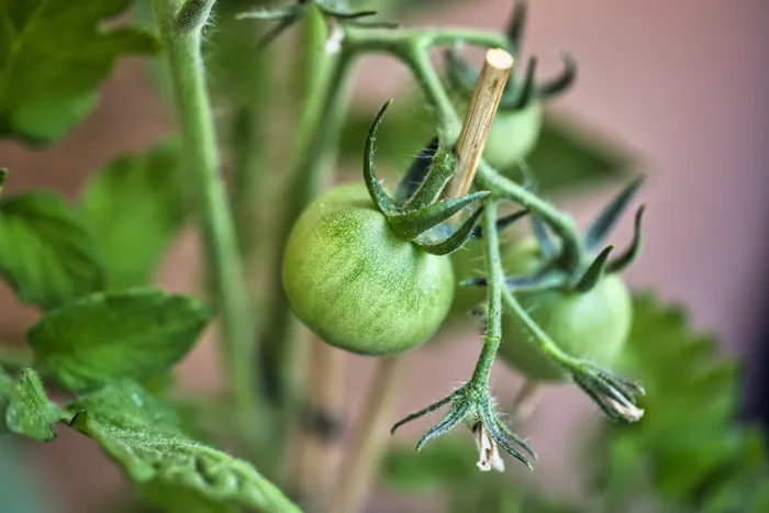 Reducing Waste While Practicing Balcony Vegetable Gardening