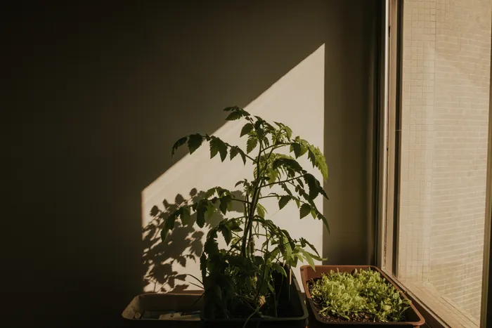 Refreshing a Stale Balcony Vegetable Gardening Routine